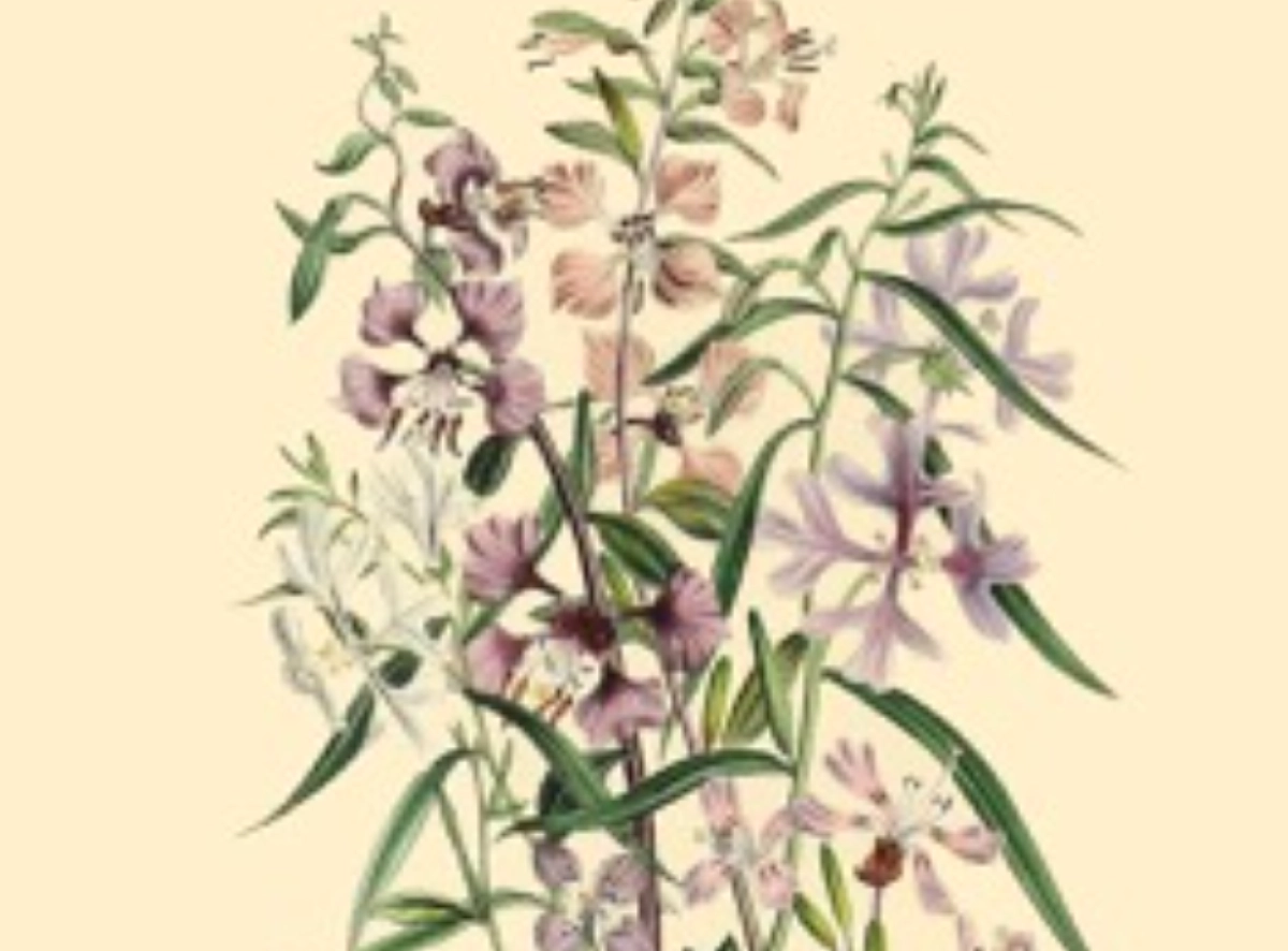 Plants, medicines and archives: back to the source(s)